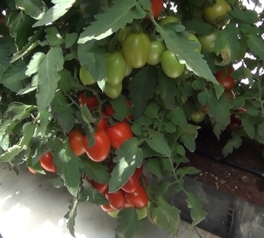 Indeterminate Roma tomato 851-118 p1